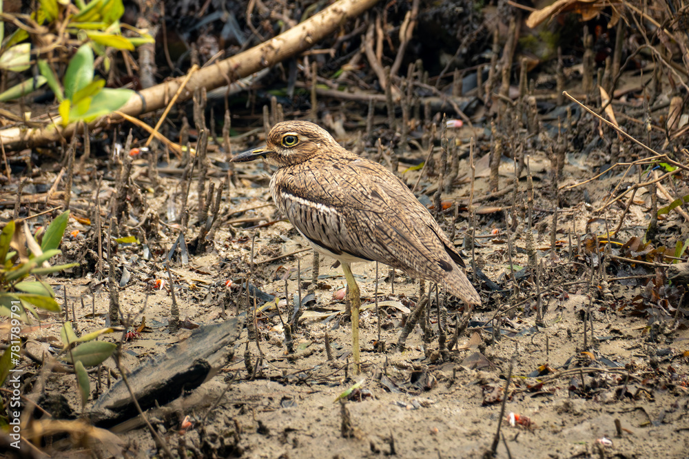 A Sleepy-looking Senegalese Thicknee Burhinus senegalensis standing on bank A Sleepy-looking Senegalese Thicknee Burhinus senegalensis standing on bank