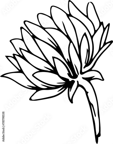 Hand drawn sunflower illustration  Transparent background. 