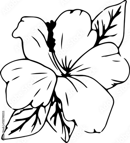 Hand drawn hibiscus flower illustration, Transparent background.
