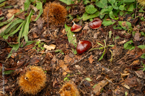 Matured chestnuts on the grond photo