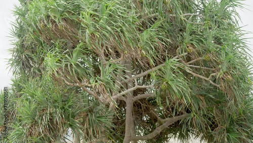 pandanus tectorius tree on beach with screwpine or hala fruits hanging  photo