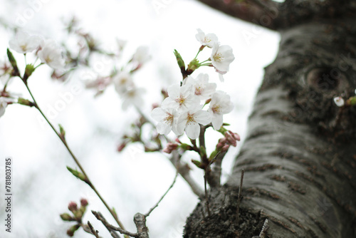 桜