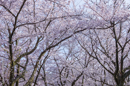 満開を迎えた桜の花 ソメイヨシノ