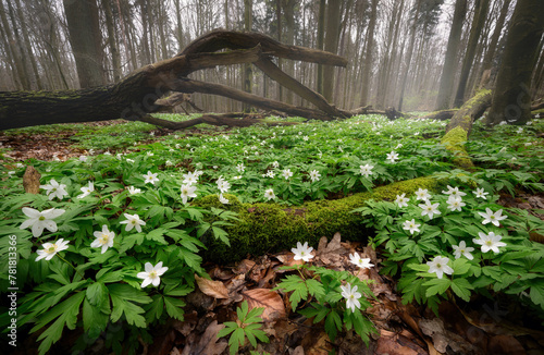 Spring forest full of white anemone flowers