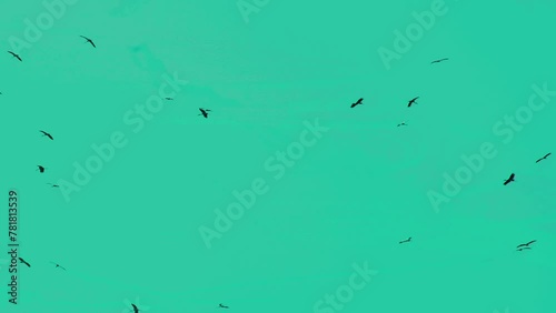 Storks Flock Flying and Gliding in Spiral in The Sky, Migratory Birds. Greenish Sky background photo