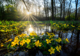Spring morning in wet adler forest with marsch marigold flowers