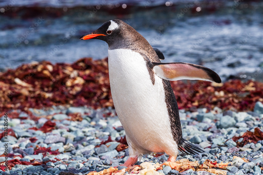 Fototapeta premium Close-up of a Gentoo Penguin -Pygoscelis papua- standing on the rocky shore of Trinity Island, on the Antarctic Peninsula
