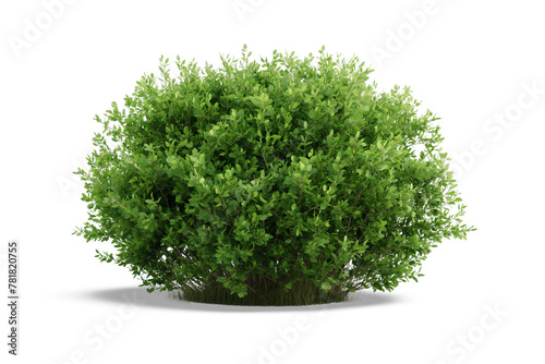 green bush isolated on white background
 photo