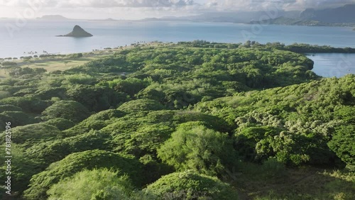 Drone flying low above dense lavish green tropical tree canopies in golden sunrise light. Kualoa ranch on sunny morning with Chinamen hat island seen in Pacific ocean. Cinematic Oahu island nature 4K photo