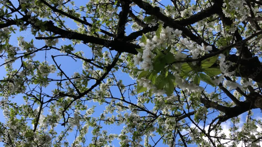 cherry blossom, view up to the head cherry blossom, view up to the head