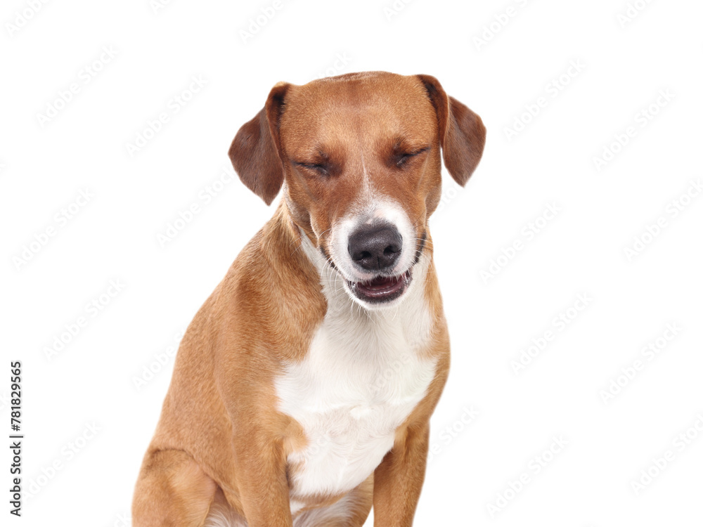 Isolated dog laughing of smiling at camera. Cute puppy dog with eyes closed and happy body language. Dog making a face. 2 years old female harrier mix dog. Transparent background. Selective focus.