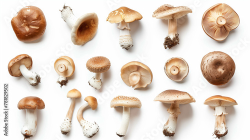 Top view of a diverse set of fresh mushrooms isolated on a white background, showcasing a variety of species from button to shiitake, capturing their unique shapes and subtle textures.