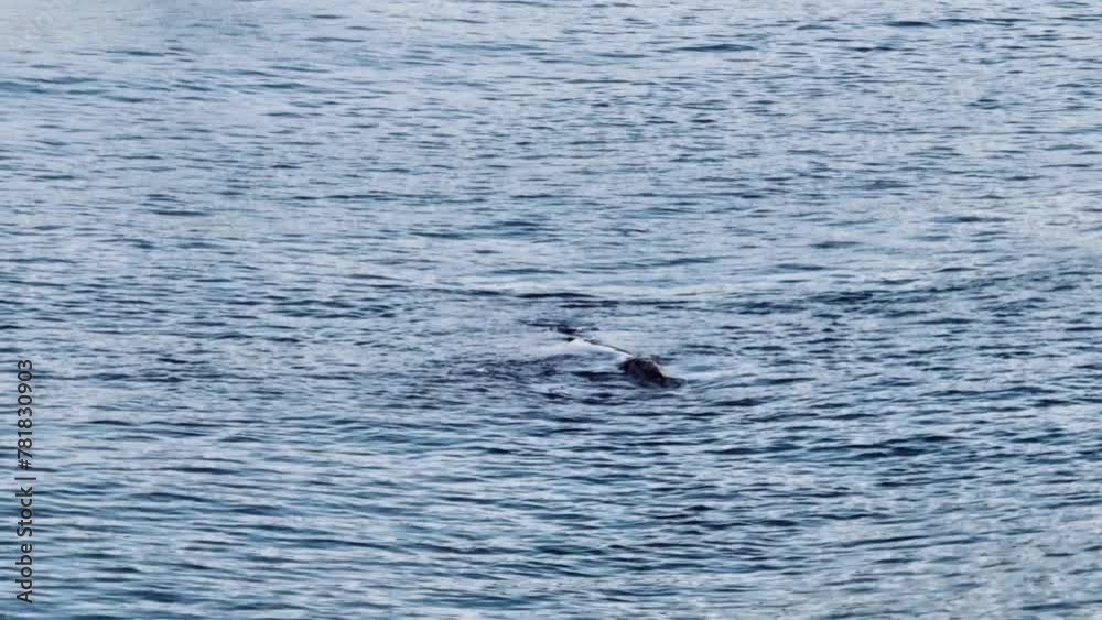A rare sighting of an endangered Southern Right Whale, mother and calf close to shore at Avoca Beach on the Central Coast of NSW, Australia. A rare sighting of an endangered Southern Right Whale, mother and calf close to shore at Avoca Beach on the Central Coast of NSW, Australia.
