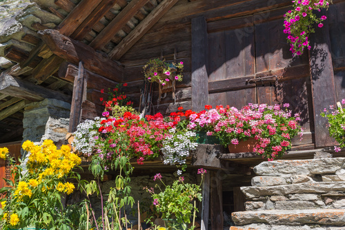 Flowers in bloom. Traditional old mountain house with flowered balcony, European Alps. Facade of a wooden hut decorated with flowers. Typical Walser house at the foot of Monte Rosa, Italy