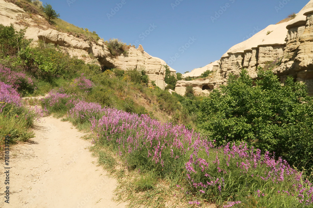 The lush vegetation in a gorge of the famous Pigeon Valley, Güvercinlik Vadisi between Göreme and Uchisar, Cappadocia, Turkey