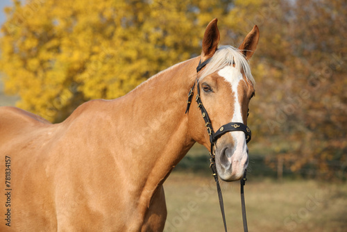 Fotografía Amazing big warmblood in autumn