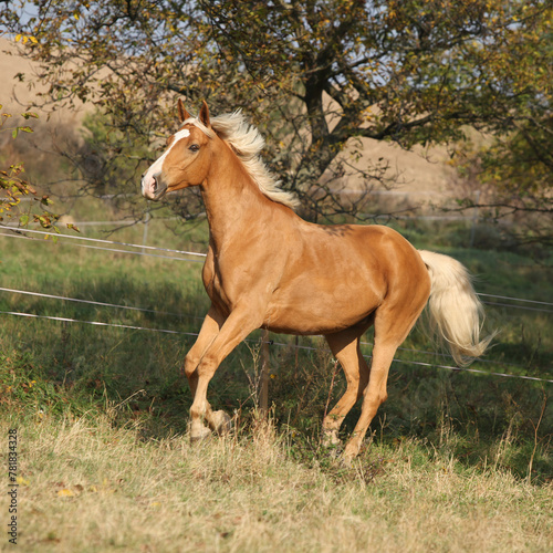 Nice palomino horse running