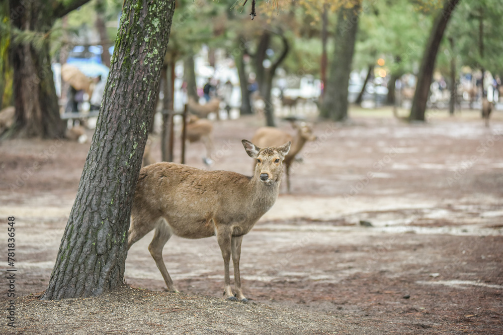 Herd Of Sika Deers Roaming And Feeding On The Field And Street To Nara Public Park And Todaiji Temple, Nara, Japan Herd Of Sika Deers Roaming And Feeding On The Field And Street To Nara Public Park And Todaiji Temple, Nara, Japan