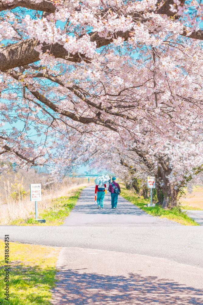 桜並木道を散歩する人たち