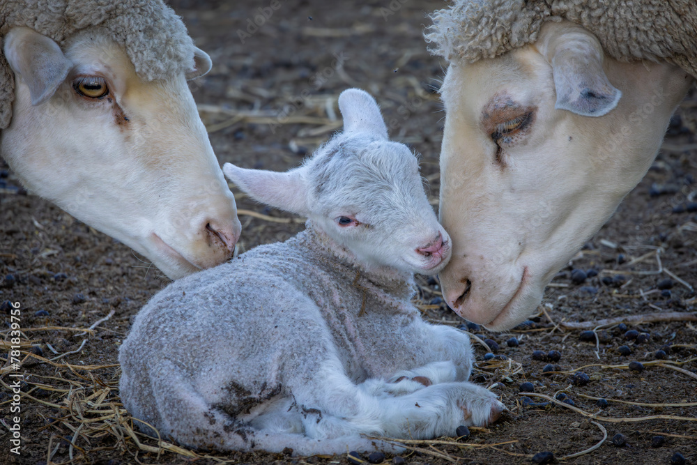 Naklejka premium Tiny merino lamb and ewes on a farm near Bultfontein in the Orange Free State, South Africa