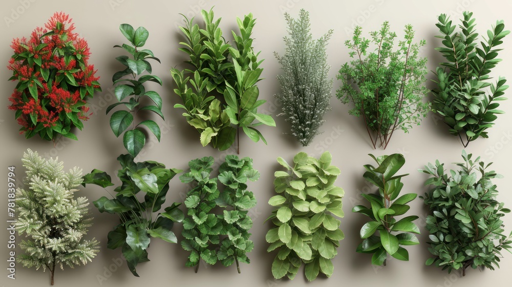 Obraz premium plants on a neutral background