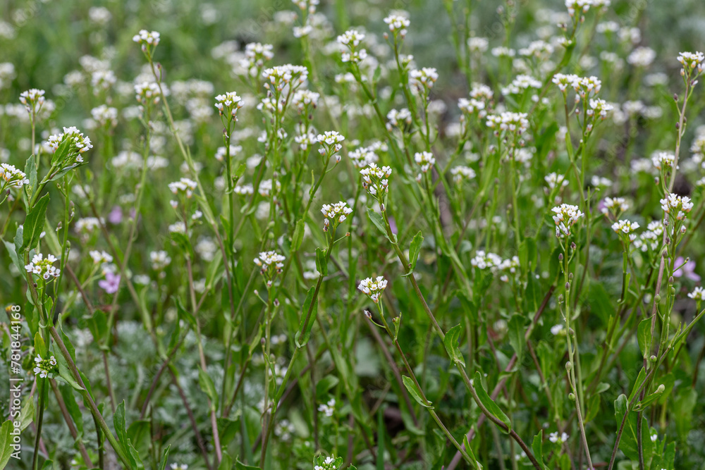Cochlearia officinalis. Common scurvygrass, plants with their small flowers with white petals. Cochlearia officinalis. Common scurvygrass, plants with their small flowers with white petals.