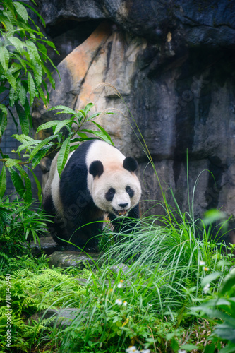 Pandas in Taipei zoo strolling around