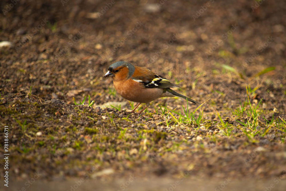 Chaffinch bird, songbird of the family of finches Chaffinch bird, songbird of the family of finches