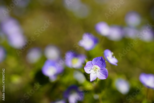 春の野原に咲くオオイヌノフグリの青い花　 © PAE