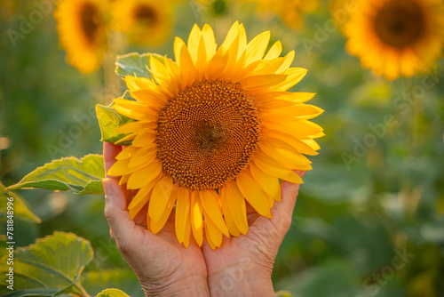 Female hands holding sunflower flower against the backdrop of a sunflower field at sunset light. Concept agriculture oil production growing sunflower seeds for oil