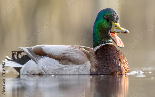 quacking male mallard duck, quacking drake, animal sounds, anas platyrhynchos, talking animal, open beak, funny shot, close-up photo