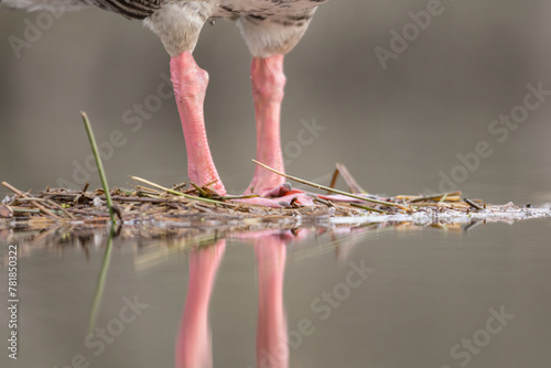 greylag goose legs, bird legs, close-up of bird legs, structure of bird legs, anser anser, nest structure, greylag goose nest, anatomical details photo
