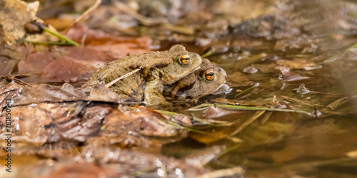 Tablou pe pânză a pair of deer toads in a mating embrace, amplexus, bufo bufo, amphibian mating,
