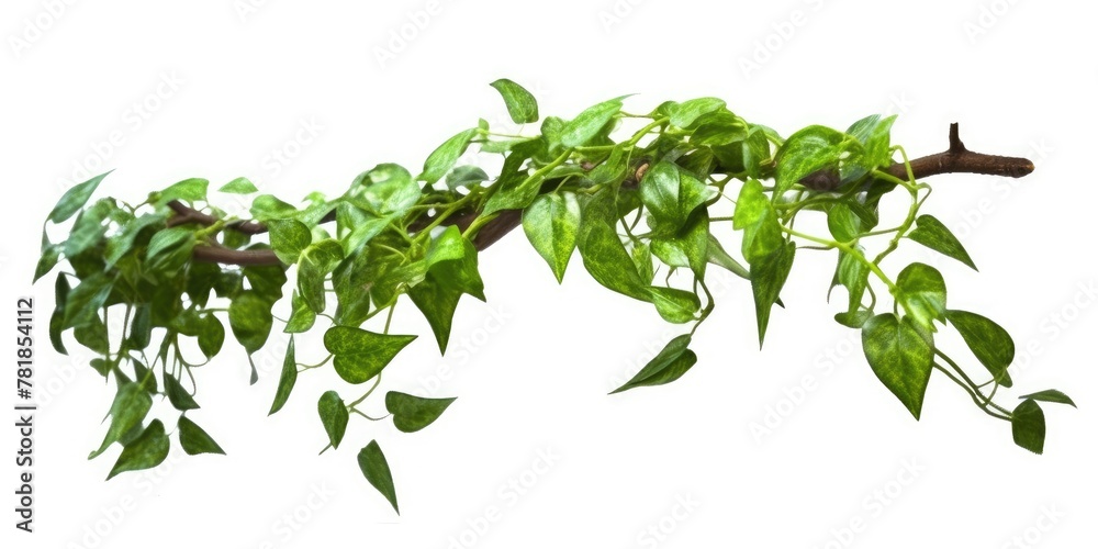 Climbing plants creepers isolated on white background. Climbing plants creepers isolated on white background.