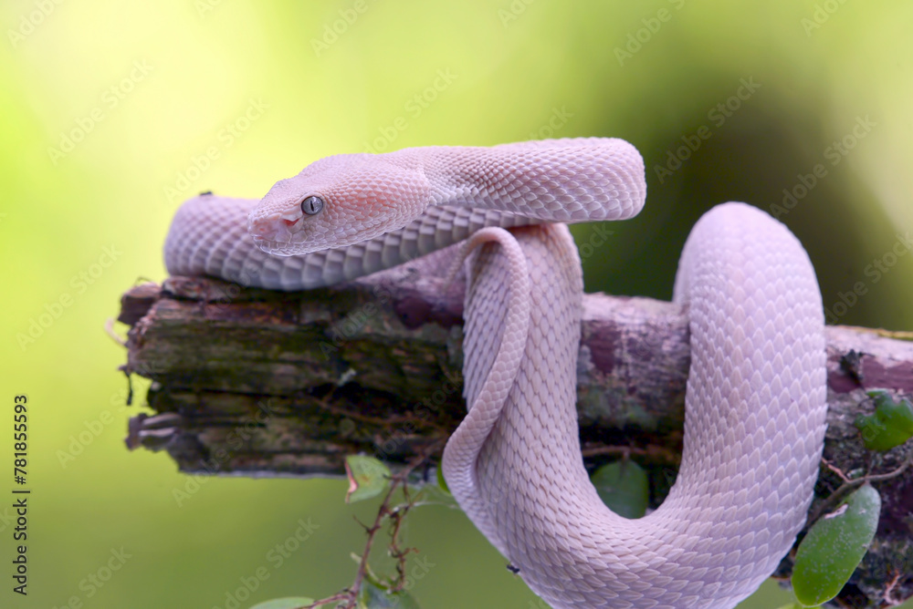 Fototapeta premium Lesser Sunda pit viper (Trimeresurus insularis) on a tree branch