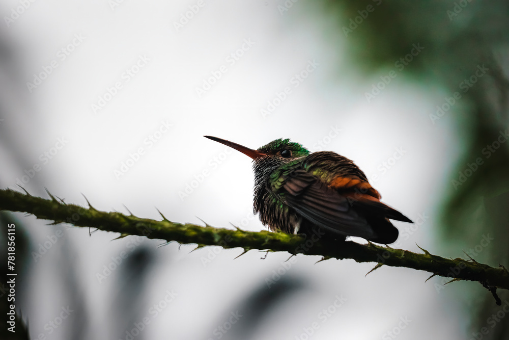 Fototapeta premium Hummingbeard sitting on a branch in Costa Rica