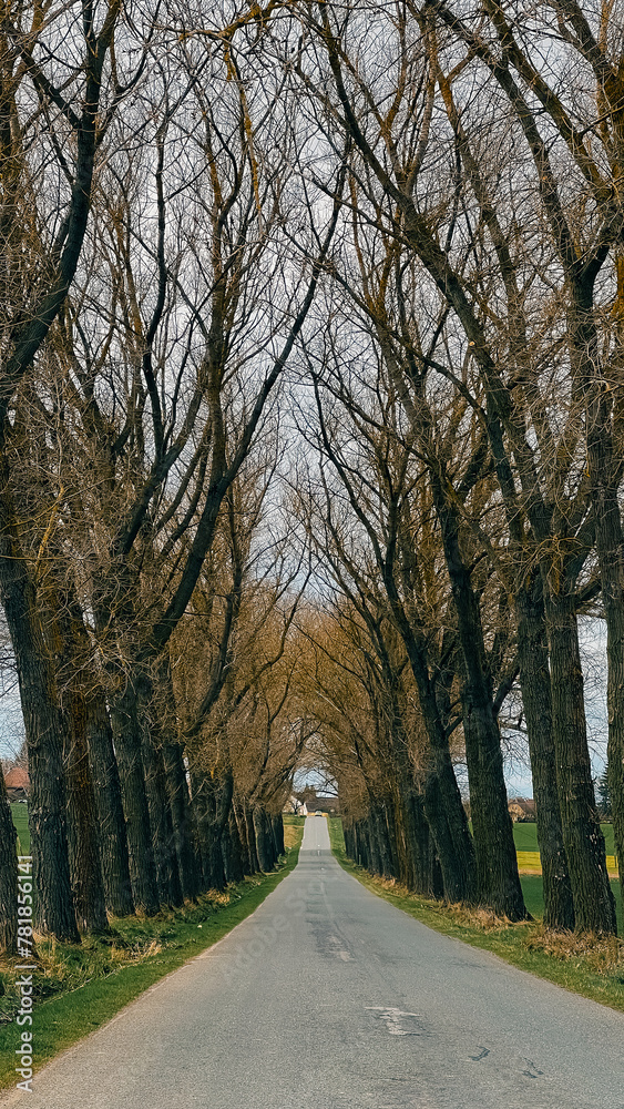 Road stretching into the distance between trees, linear perspective