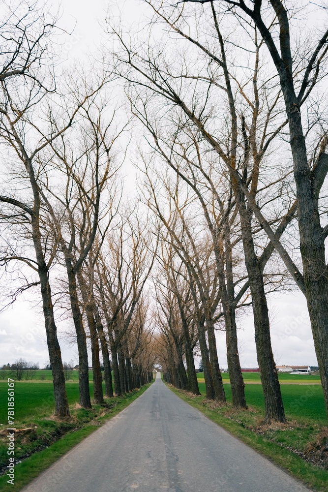 Road stretching into the distance between trees, linear perspective Road stretching into the distance between trees, linear perspective
