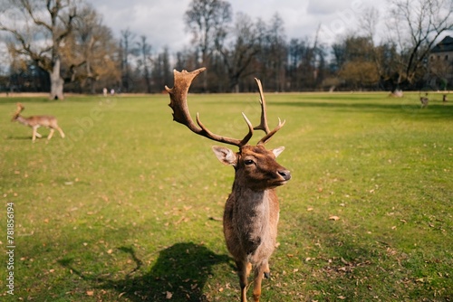 deer with large antlers stands in front of the herd on a sunny day photo