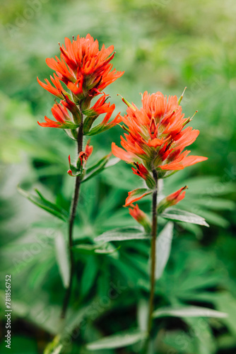 Pair of red Indian paintbrush wildflowers in the forest