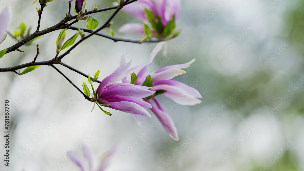 Blooming, fresh, pink magnolia flower. Another buds on the branches of the bush. Nature comes to life in spring. Natural, blurred background. Beautiful nature. Blooming, fresh, pink magnolia flower. Another buds on the branches of the bush. Nature comes to life in spring. Natural, blurred background. Beautiful nature.