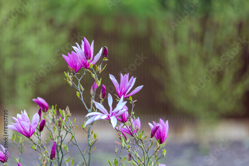 Blooming  fresh  pink magnolia flower. Another buds on the branches of the bush. Nature comes to life in spring. Natural  blurred background. Beautiful nature.