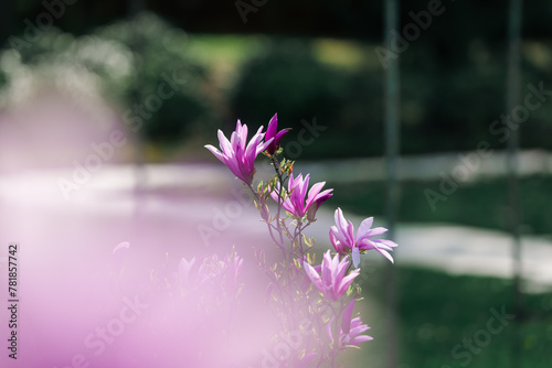 Blooming, fresh, pink magnolia flower. Another buds on the branches of the bush. Nature comes to life in spring. Natural, blurred background. Beautiful nature.
