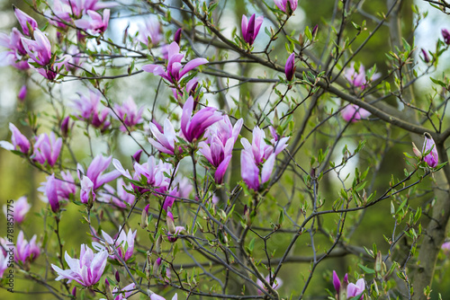 Blooming, fresh, pink magnolia flower. Another buds on the branches of the bush. Nature comes to life in spring. Natural, blurred background. Beautiful nature.