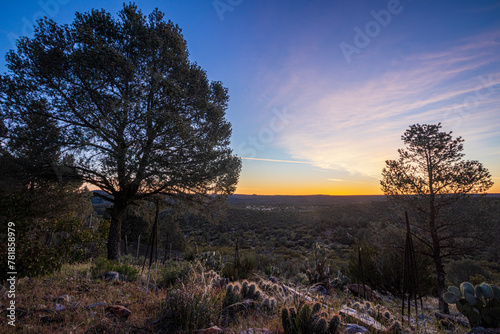 Paisaje de campo de bosque al amanecer