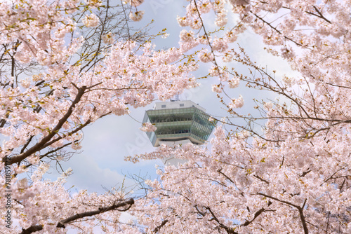 北海道函館-五稜郭公園五稜郭タワーと桜-02