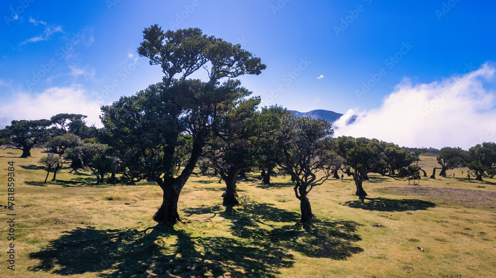 Fototapeta premium The ancient forest in Madeira, where trees have distinctive twisted shapes. The lush greenery and wildness of this place are breathtaking.