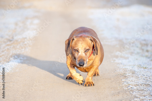 Brown puppy dachshund walking on the frozen field with winter sun shining. 