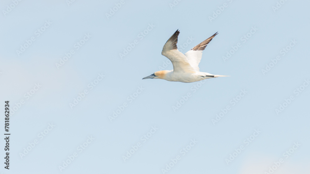 Flying Northern Gannet with big wings in Atlantic ocean at blue sky background with copy space. Concept freedom, earth, and nature. Flying Northern Gannet with big wings in Atlantic ocean at blue sky background with copy space. Concept freedom, earth, and nature.