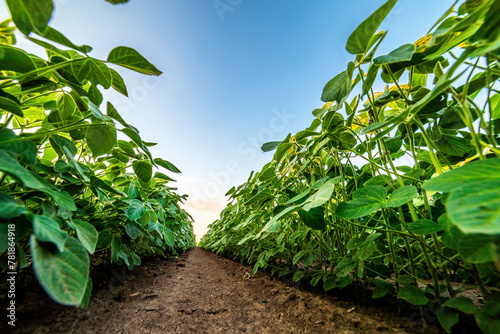 Vibrant green soybean plants growing in rich soil with a clear blue sky overhead